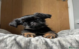 Griffon Bruxellois dogs for stud: KC Registered Griffon for stud - Image 5