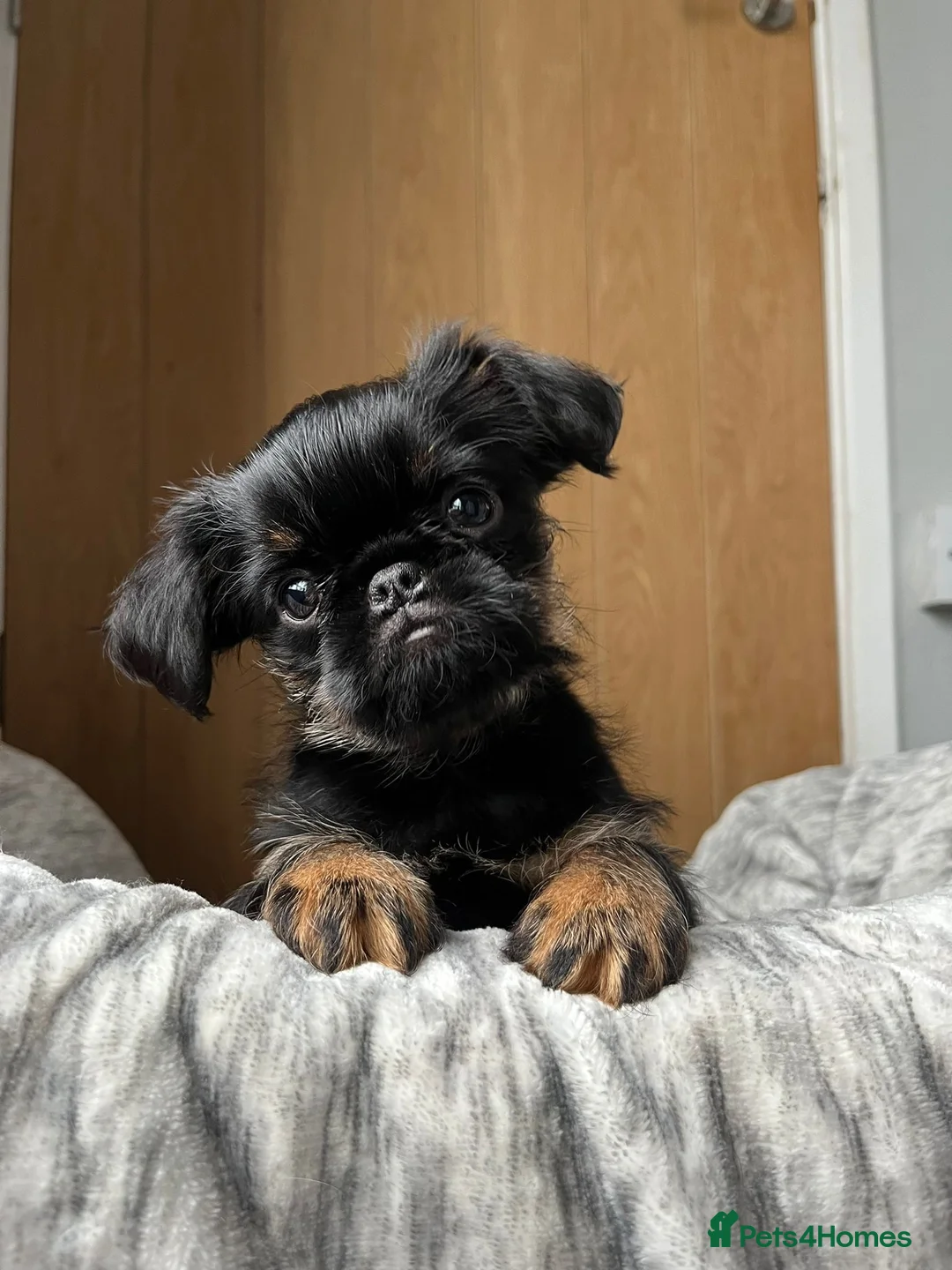 Griffon Bruxellois dogs for stud: KC Registered Griffon for stud - Advert 5