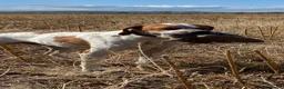Pointer dogs for sale: Pointer pups | Working & Champion Bloodlines  - Advert 22