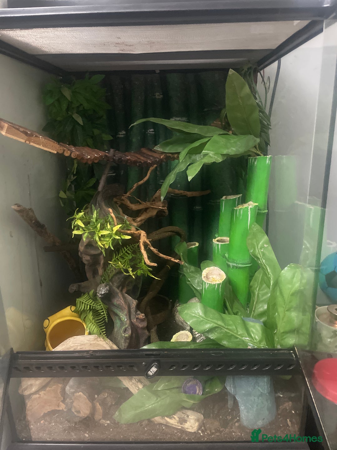 Gecko reptiles for sale: Crested Gecko - Image 8