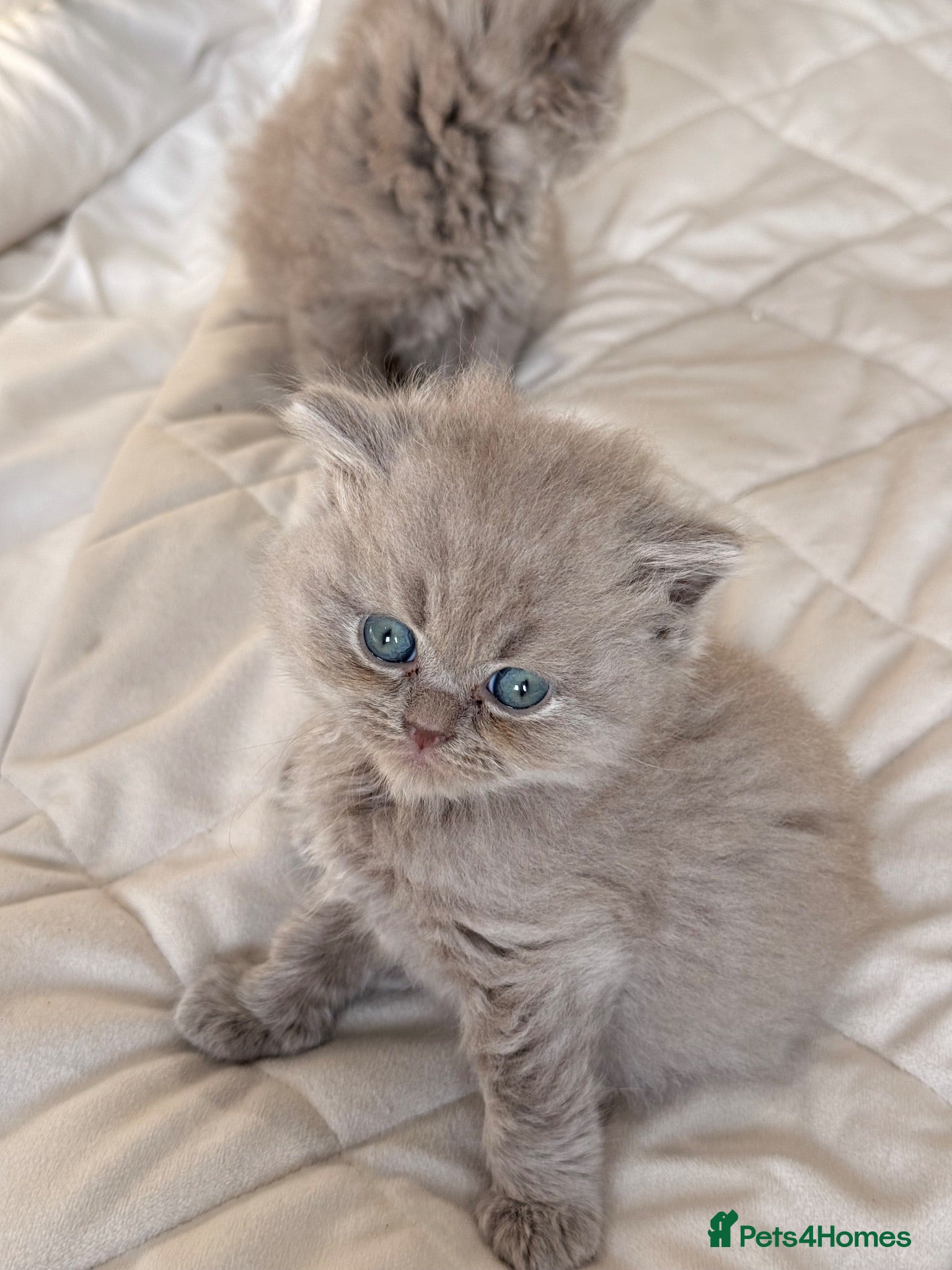 British Shorthair cats British shorthair X Scottish fold  - Advert 2