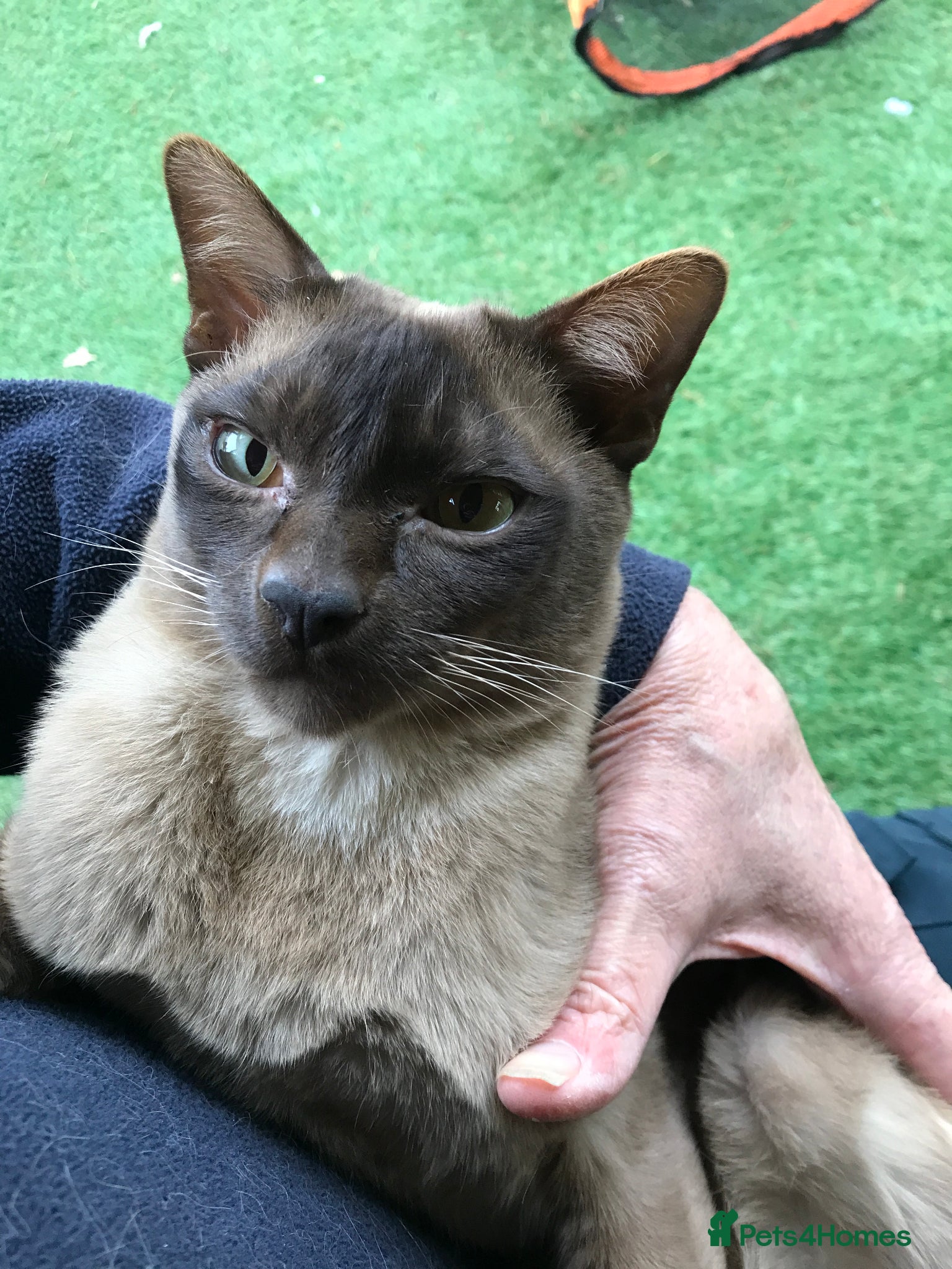 Burmese cats Boistrous, cuddly chocolate lad - Advert 3