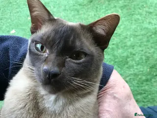 Burmese cats Boistrous, cuddly chocolate lad - Advert 17