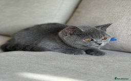 British Shorthair cats for sale: Beautiful kittens  - Image 24