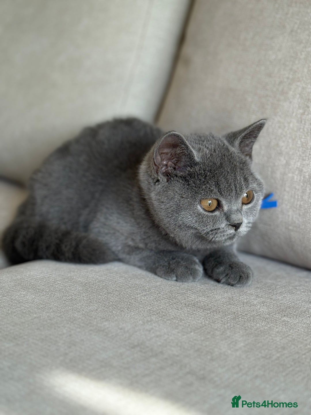British Shorthair cats for sale: Beautiful kittens  - Image 24