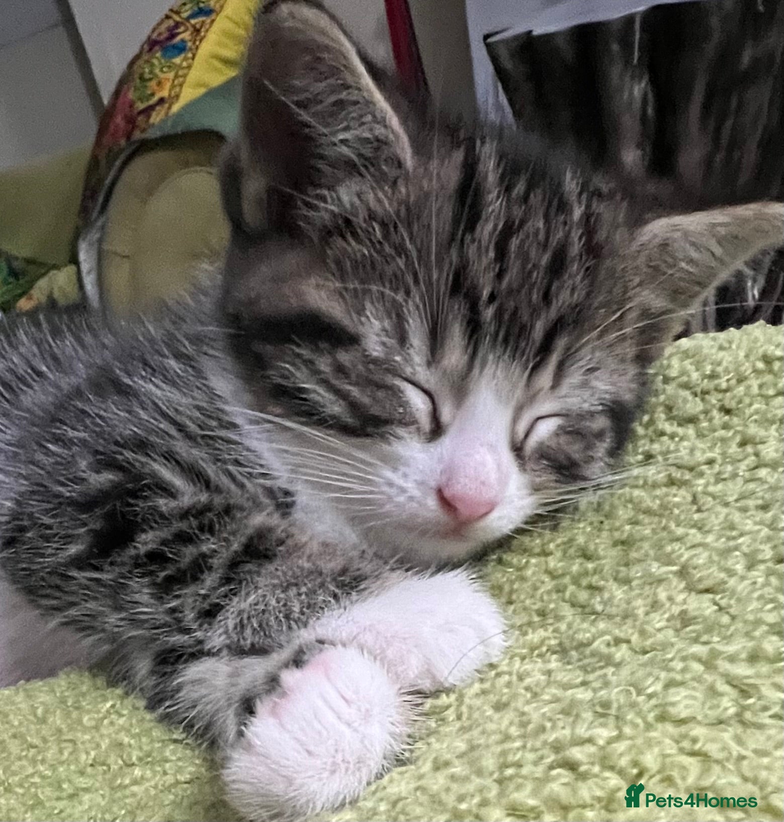 Mixed Breed cats Ready for their forever homes, 3 fluffy angels - Advert 4