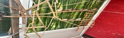 Budgerigars birds for sale: Budgie  in Ashford - Advert 6