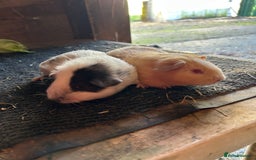 Guinea Pig rodents for sale: Guinea pig sows  - Image 3