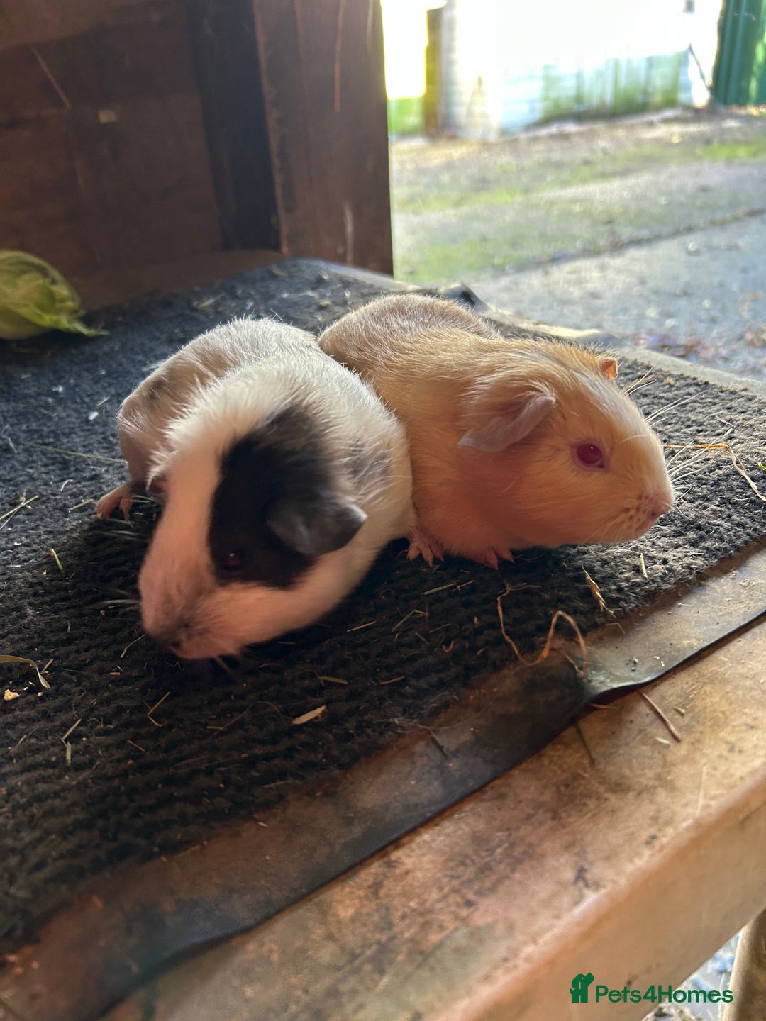 Guinea Pig rodents for sale: Guinea pig sows  - Image 3