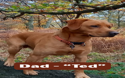 Labrador Retriever dogs for sale: Stunning Fox Red Labrador Puppies – Working lines - Image 6