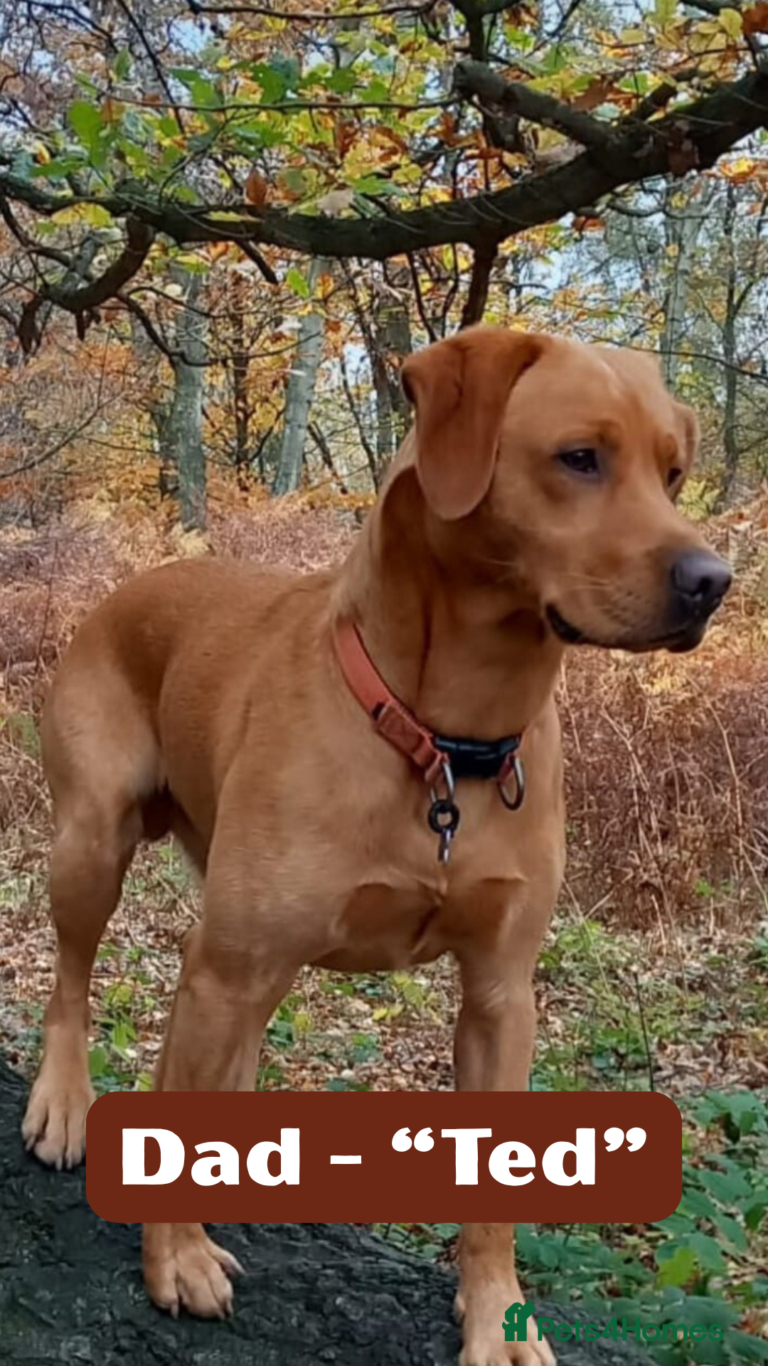 Labrador Retriever dogs for sale: Stunning Fox Red Labrador Puppies – Working lines - Image 6