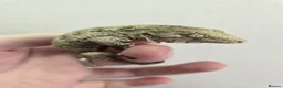 Gecko reptiles for sale: Leachianus Gecko will be high pinks/ high pattern  - Advert 2