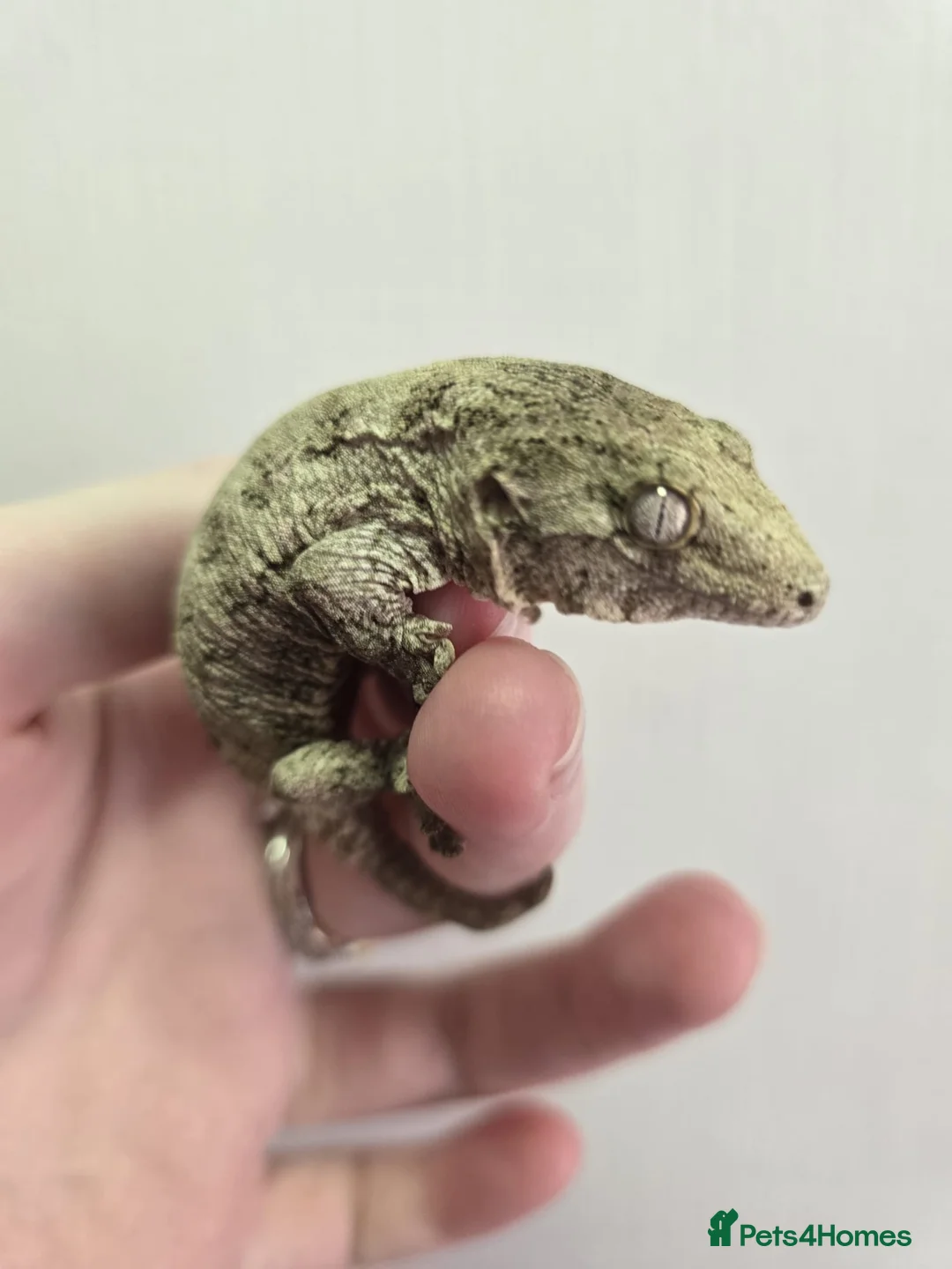 Gecko reptiles for sale: Leachianus Gecko will be high pinks/ high pattern  - Advert 2