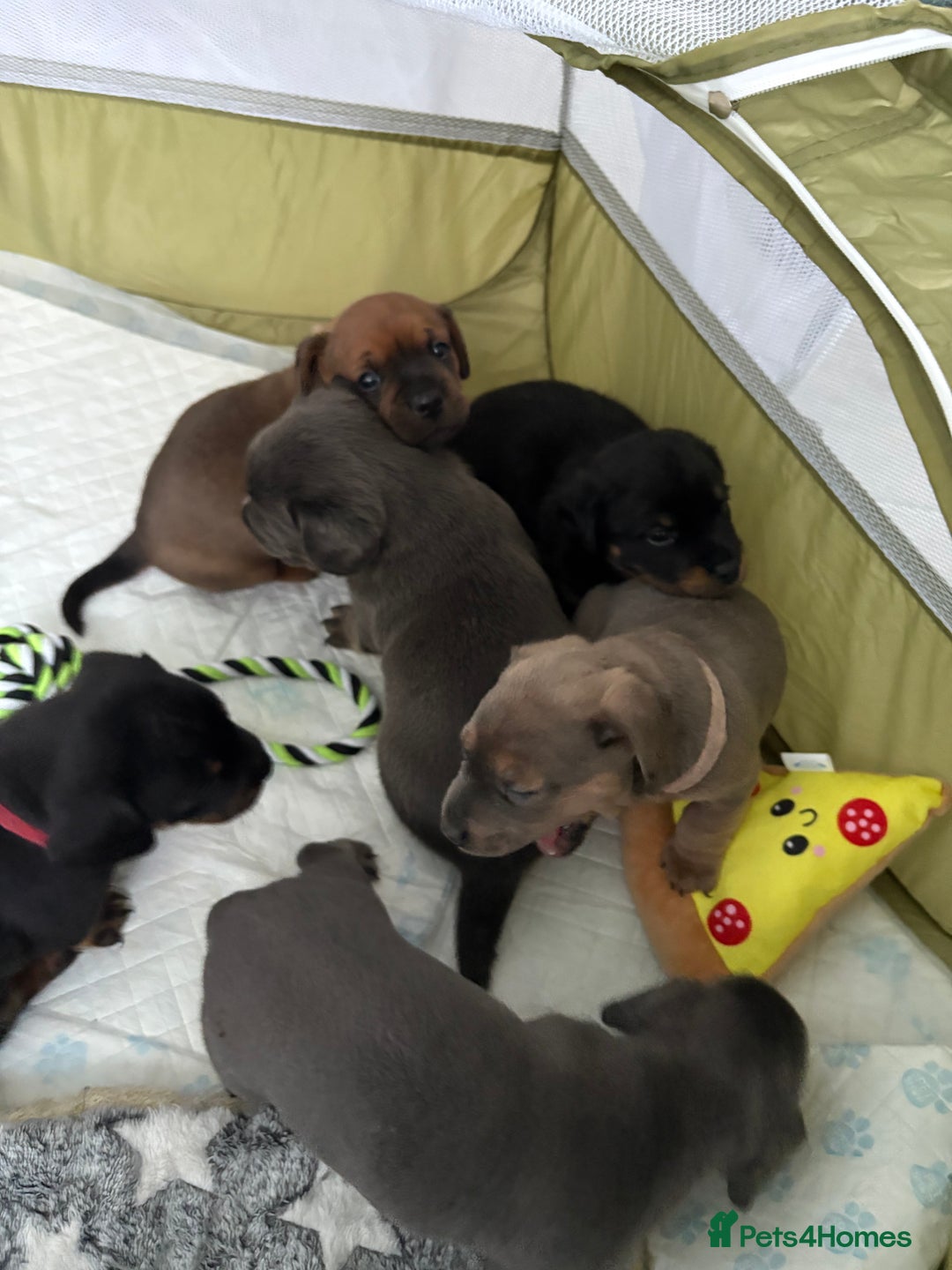 Mixed Breed dogs for sale: French bulldog x daschund - Image 15