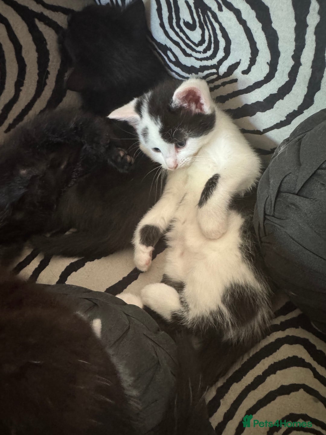 Mixed Breed cats for sale: Gorgeous male fur baby, half ragdoll - Image 6