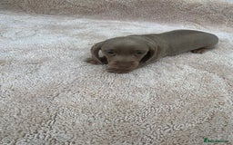 Miniature Dachshund dogs for sale: Miniature Dachshund Puppies - Image 7