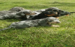 Miniature Dachshund dogs for sale: Miniature Dachshund Puppies  - Image 4