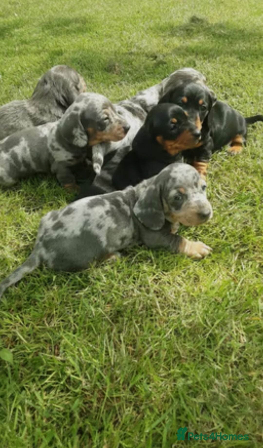Miniature Dachshund dogs for sale: Miniature Dachshund Puppies  - Image 4