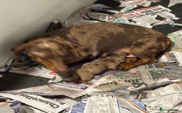 Miniature Dachshund dogs for sale: Absolutely beautiful litter of mini Dachshunds  - Image 5