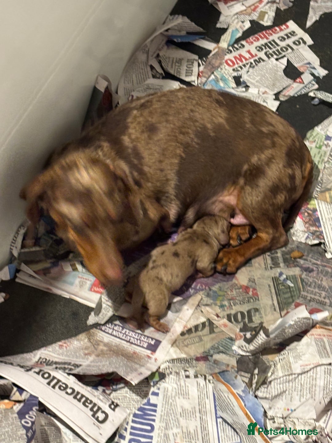 Miniature Dachshund dogs for sale: Absolutely beautiful litter of mini Dachshunds  - Image 5