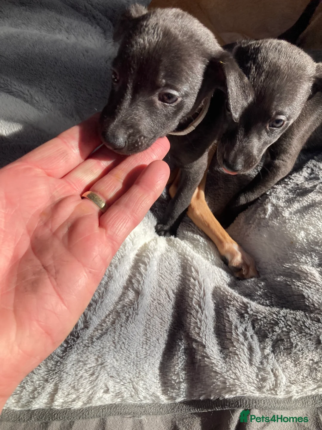 Whippet dogs for sale: Quality Whippet Puppies - Advert 16