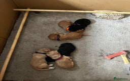 Cocker Spaniel dogs for sale: Gorgeous KC Working Cocker Spaniel Puppy Available - Image 20