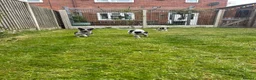 Mixed Breed dogs for sale: Australian cattle dog X Collie Greyhound  - Advert 13