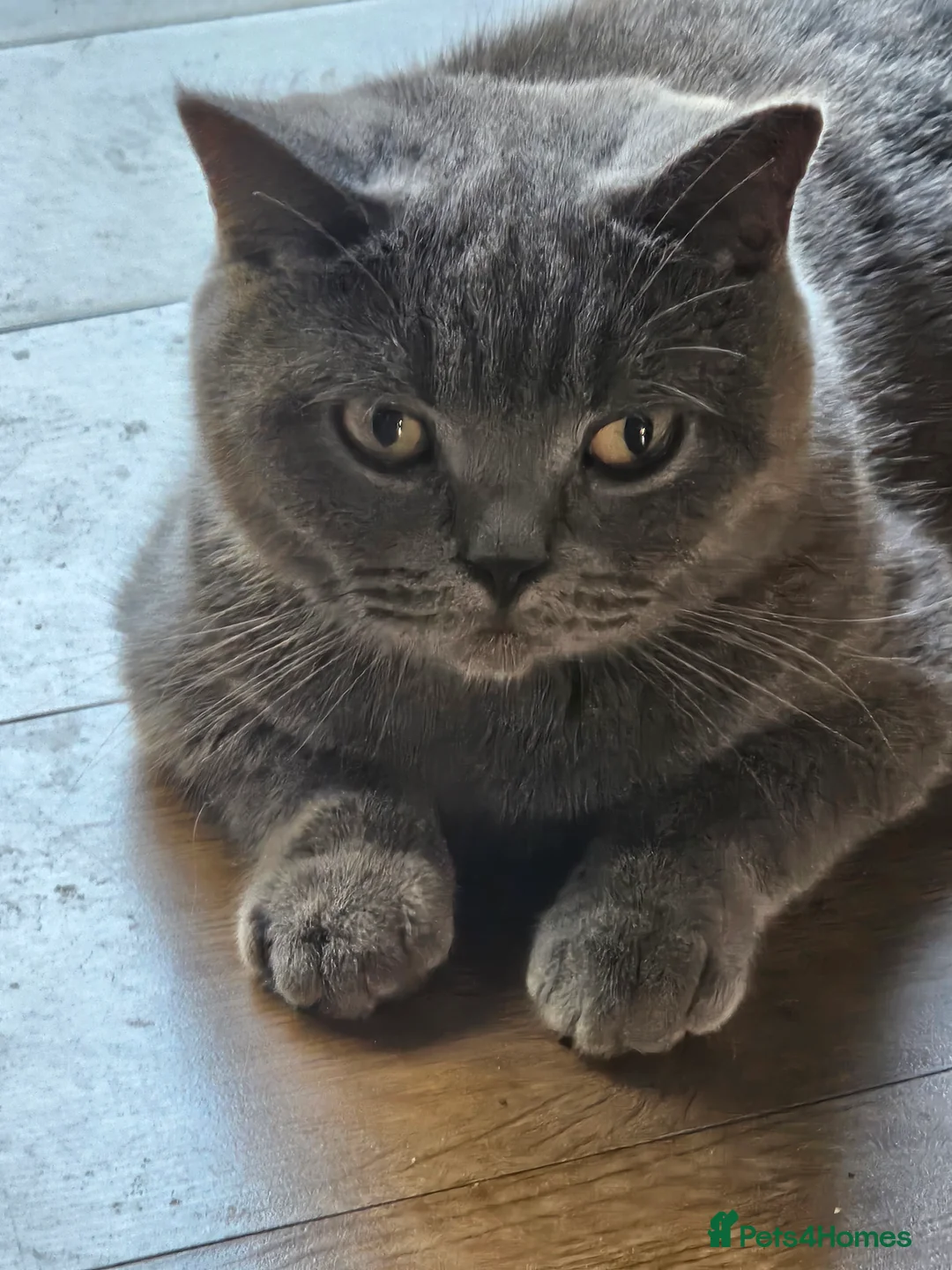 British Shorthair cats for sale: British Shorthair Blue Kittens – 21 weeks osd BSB - Advert 6