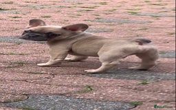 French Bulldog dogs for sale: French bulldog pups 9 weeks old. Girl & boy left  - Image 5