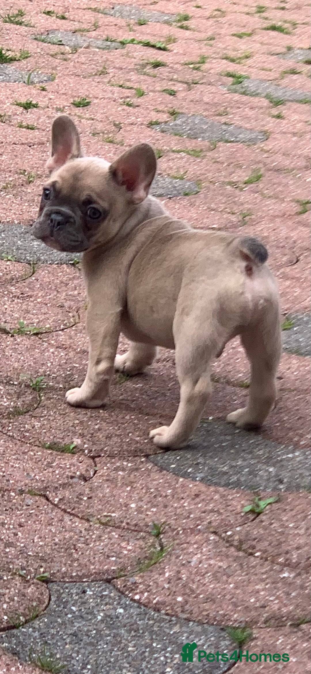 French Bulldog dogs for sale: French bulldog pups 9 weeks old. Girl & boy left  - Image 5
