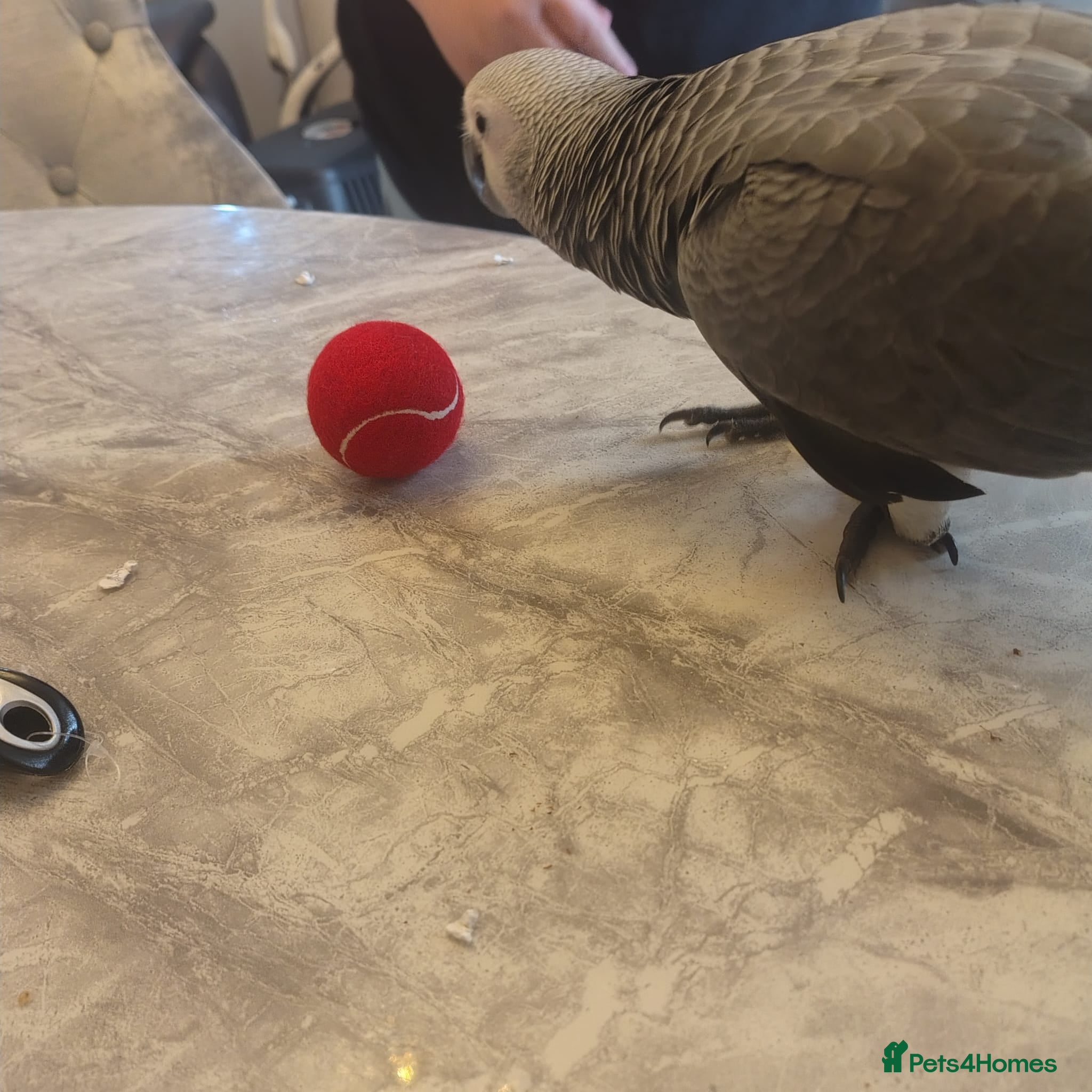 Parrots birds Hand reared 11 month old female african grey - Advert 2