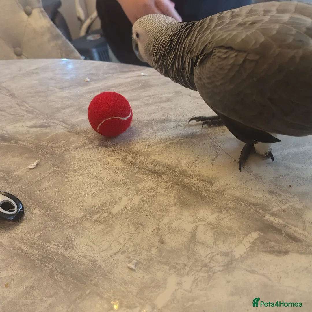 Parrots birds for sale: Hand reared 11 month old female african grey - Advert 2