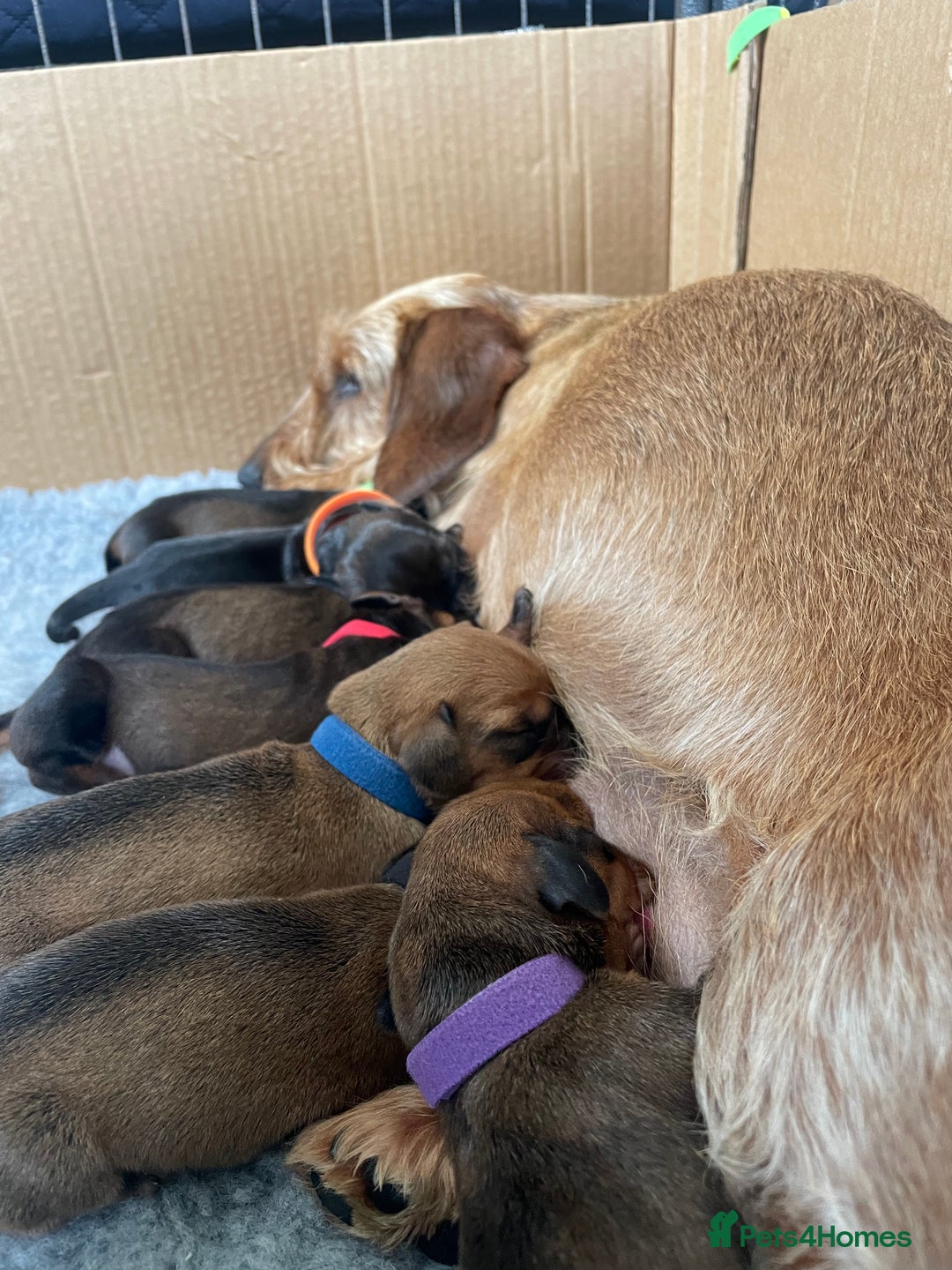 Dachshund dogs for sale: Excellence in every paw print Exceptional litter.  - Image 11