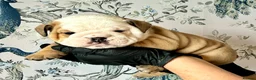 English Bulldog dogs for sale: English Bulldogs - Advert 10