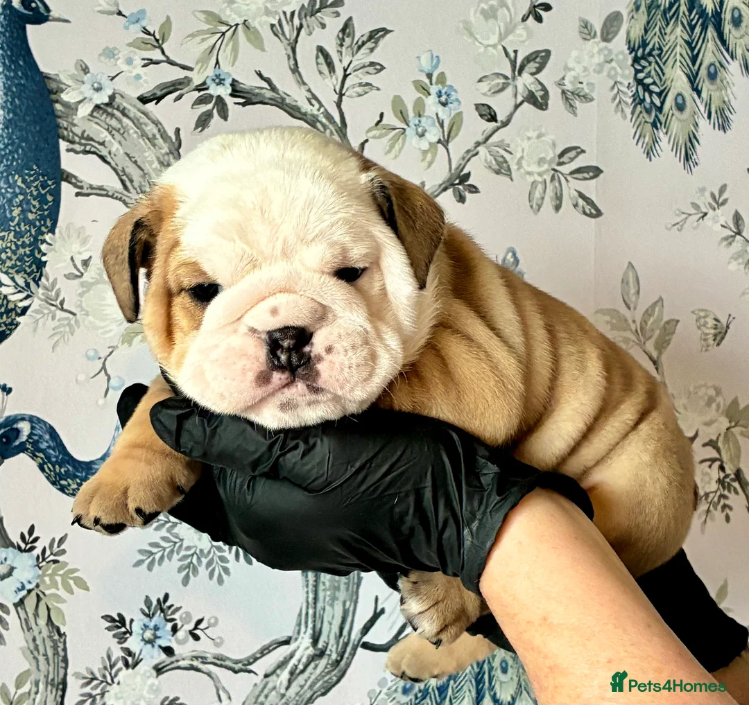 English Bulldog dogs for sale: English Bulldogs - Advert 10