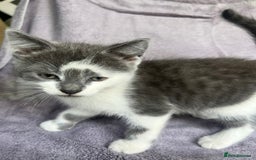Ragdoll cats for sale: Ragdoll X 4 Beautiful kittens - Image 6