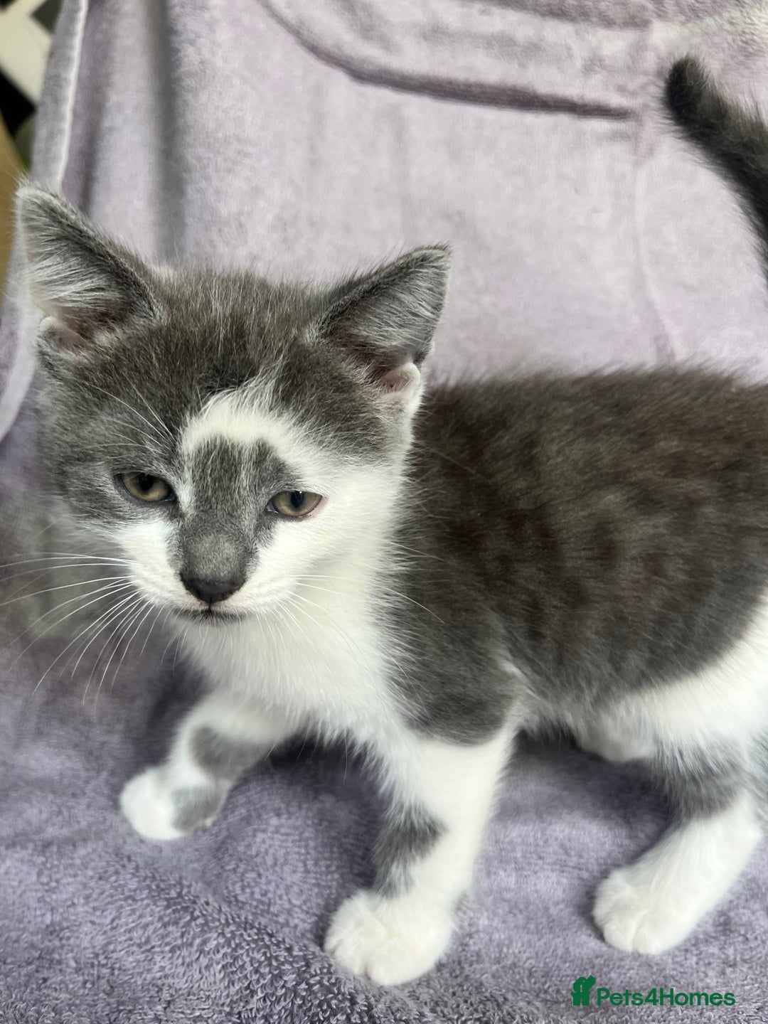 Ragdoll cats for sale: Ragdoll X 4 Beautiful kittens - Image 6