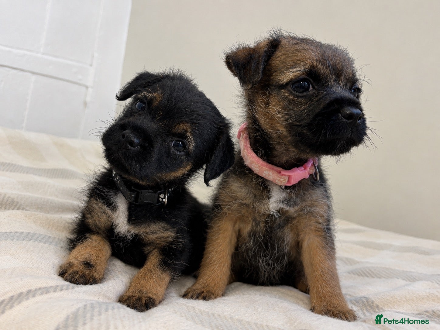 Border Terrier dogs 2 girls left 💕KC reg border terrier puppies  - Advert 1