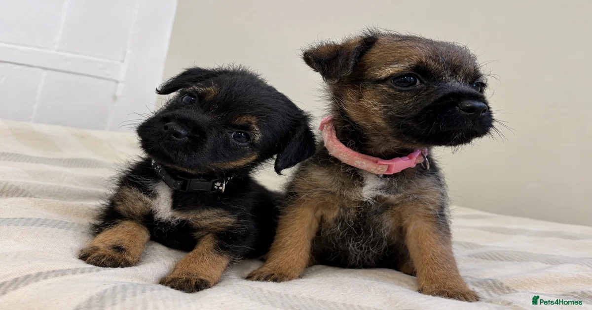 Border Terrier Puppies for sale | Pets4Homes