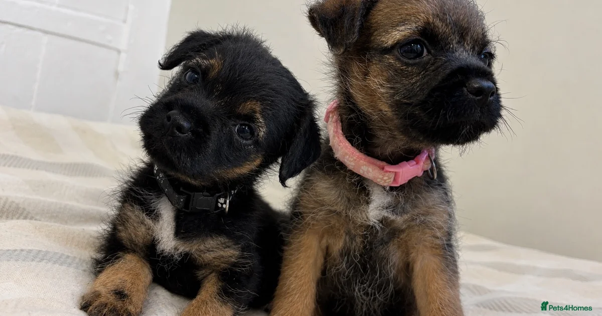 Package Border Border Terrier Puppies for sale | Pets4Homes