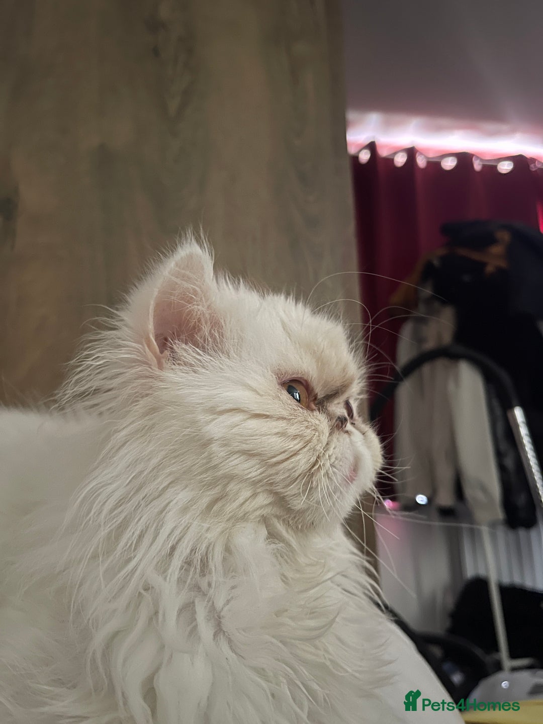 Persian cats for sale: Persian super  **  kittens  - Advert 1