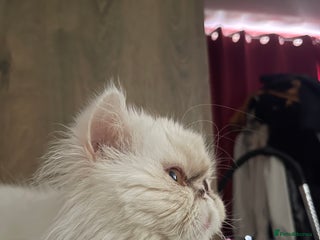 Persian cats Persian super flat face kittens - Advert 2