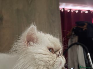 Persian cats Persian super ** kittens - Advert 12