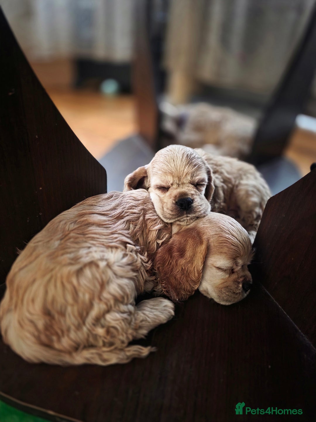 American Cocker Spaniel dogs for sale: Stunning Anerican Cocker spaniels girl - Advert 20