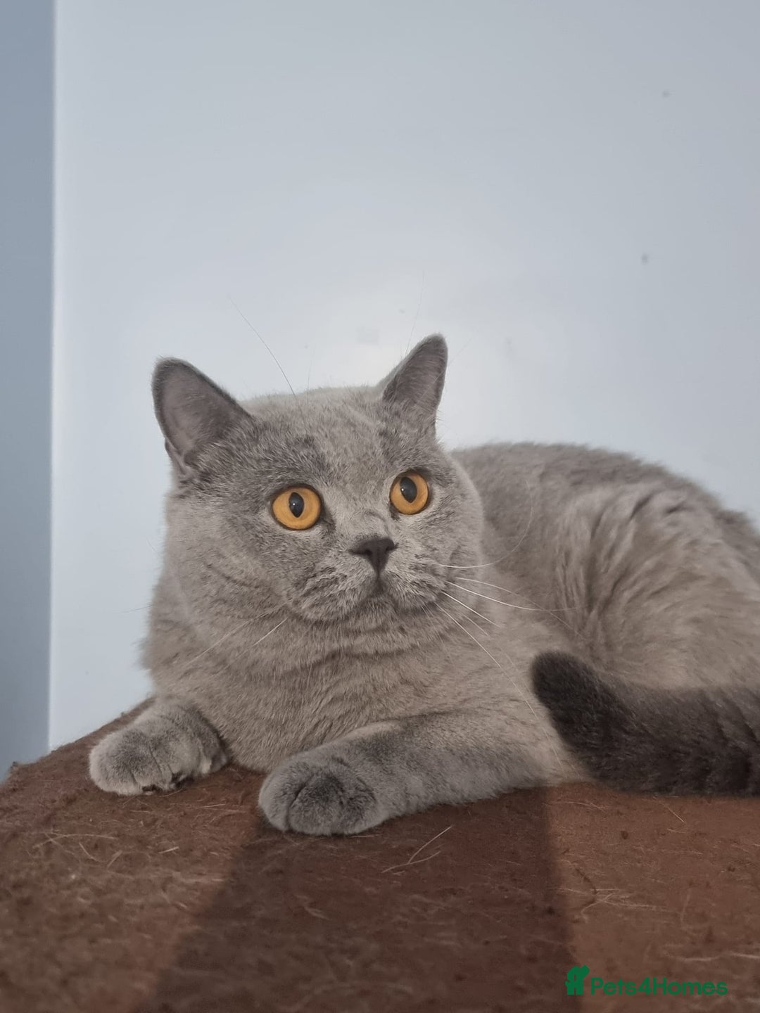 British Shorthair cats for sale: Lilac Blue Female British Shorthair GCCF Pedigree - Advert 13