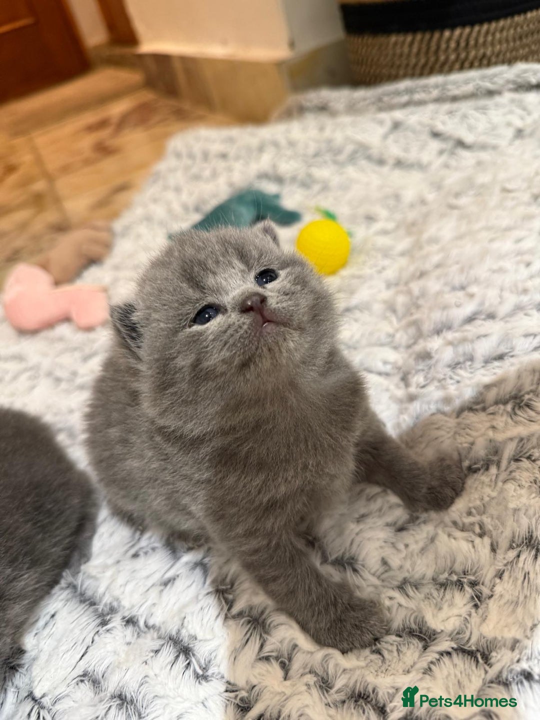 British Shorthair cats for sale: Chunky British shorthair kitten Champion Bloodline - Image 3