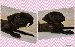 Mixed Breed dogs for sale: Italianpoos - Advert 5