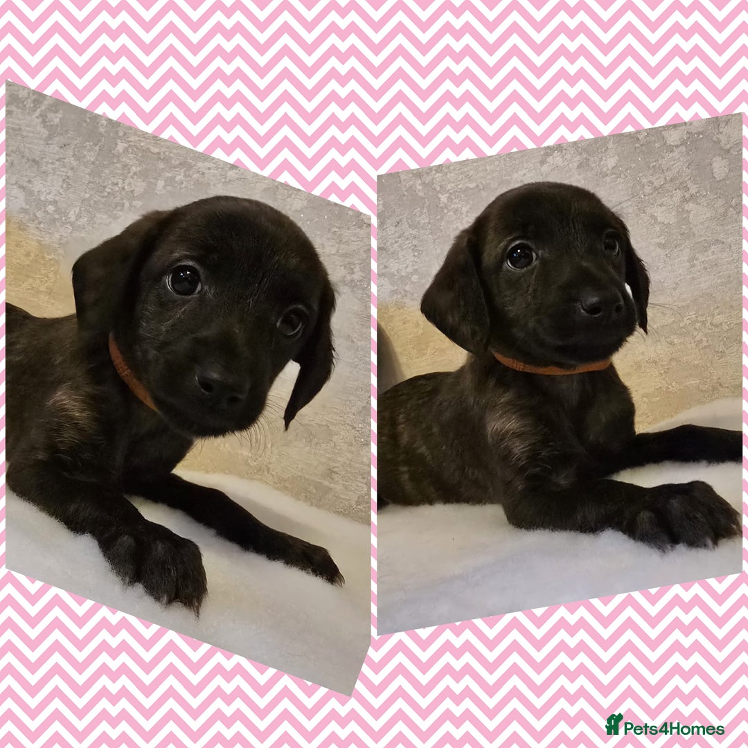 Mixed Breed dogs for sale: Italianpoos - Advert 5