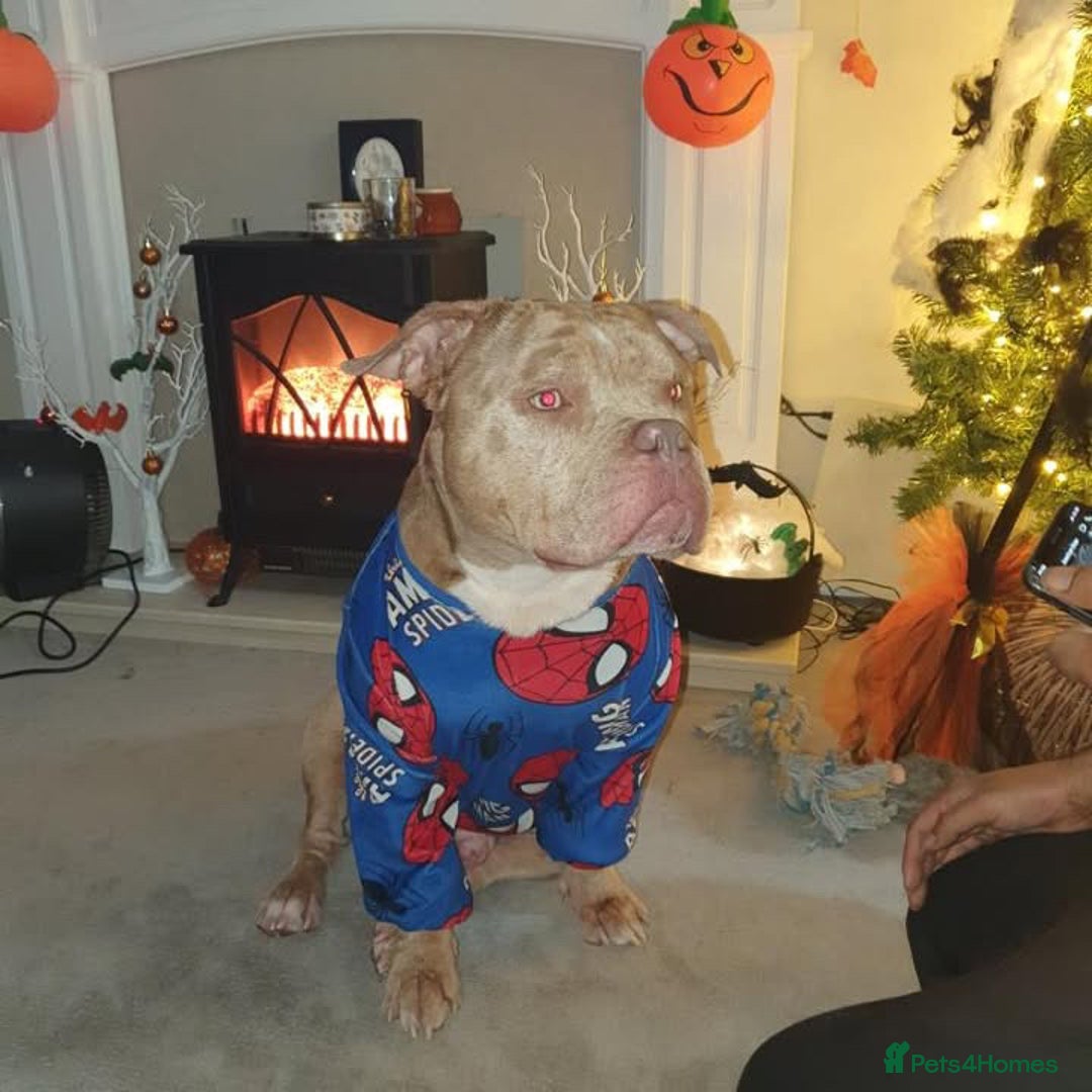 Mixed Breed dogs for sale: Pocket bully cross french bulldog male - Image 1