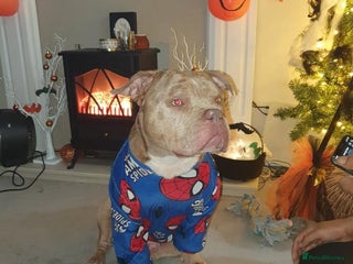 Mixed Breed dogs for sale - Advert 1